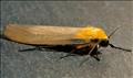 2051 Four-spotted Footman